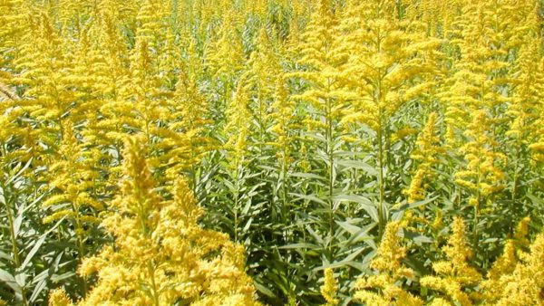 セイタカアワダチソウの思い出